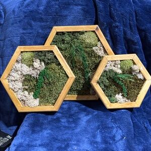 Hexagonal Framed Moss Wall Art Trio - Green and Natural Tones